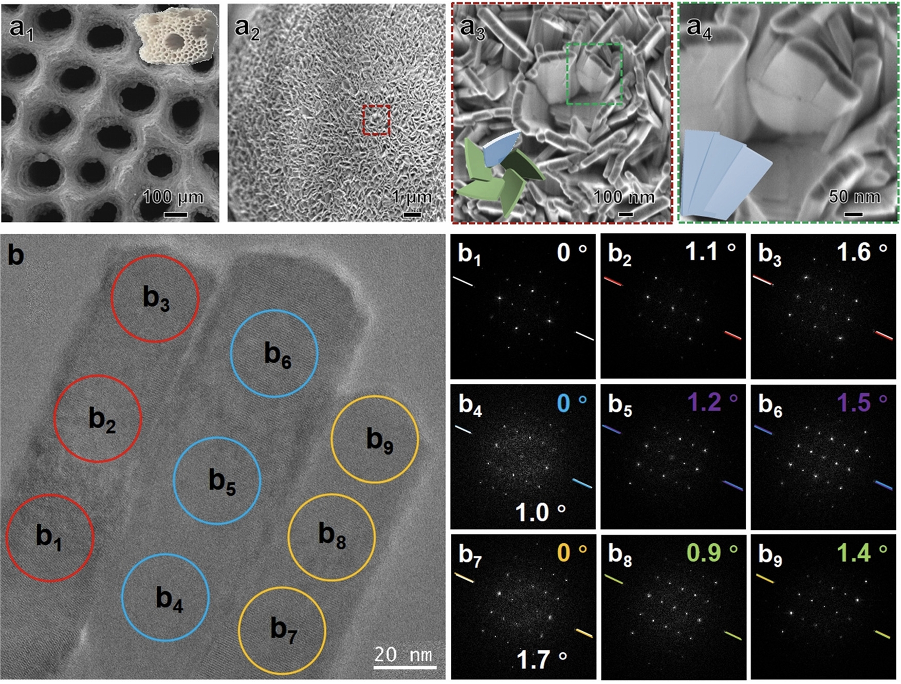 Chiral mesostructured hydroxyapatite on 3D macroporous coralline scaffolds for enantio-selective osteogenesis
