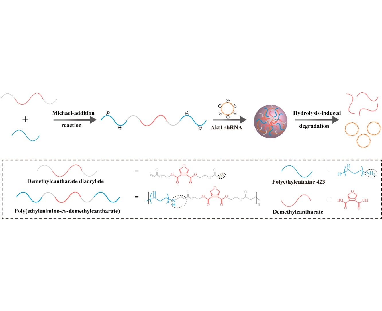 One-step assembly of polymeric demethylcantharate prodrug/Akt1 shRNA complexes for enhanced cancer therapy