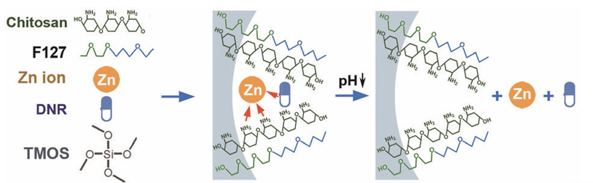 Mesostructured Chitosan–Silica Hybrid as a Biodegradable Carrier for A pH-Responsive Drug Delivery System