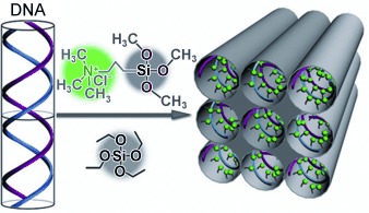 Synthesis of a DNA–Silica Complex with a Rare Two–Dimensional–Square p4mm Symmetry )