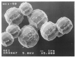 Electron Microscopic Study of Structural Evolutions of Silica Mesoporous Crystals: Crystal-Growth and Crystal-Transformation from p6mm to Pm3n with time