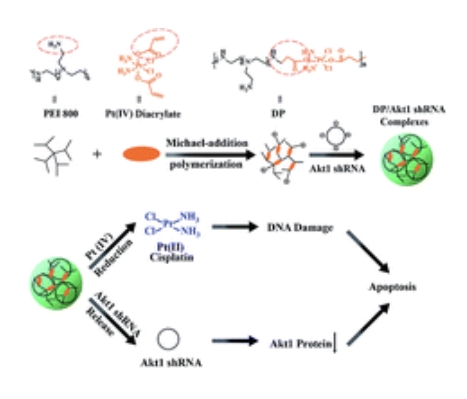 Poly[platinum(iv)-alt-PEI]/Akt1 shRNA complexes for enhanced anticancer therapy