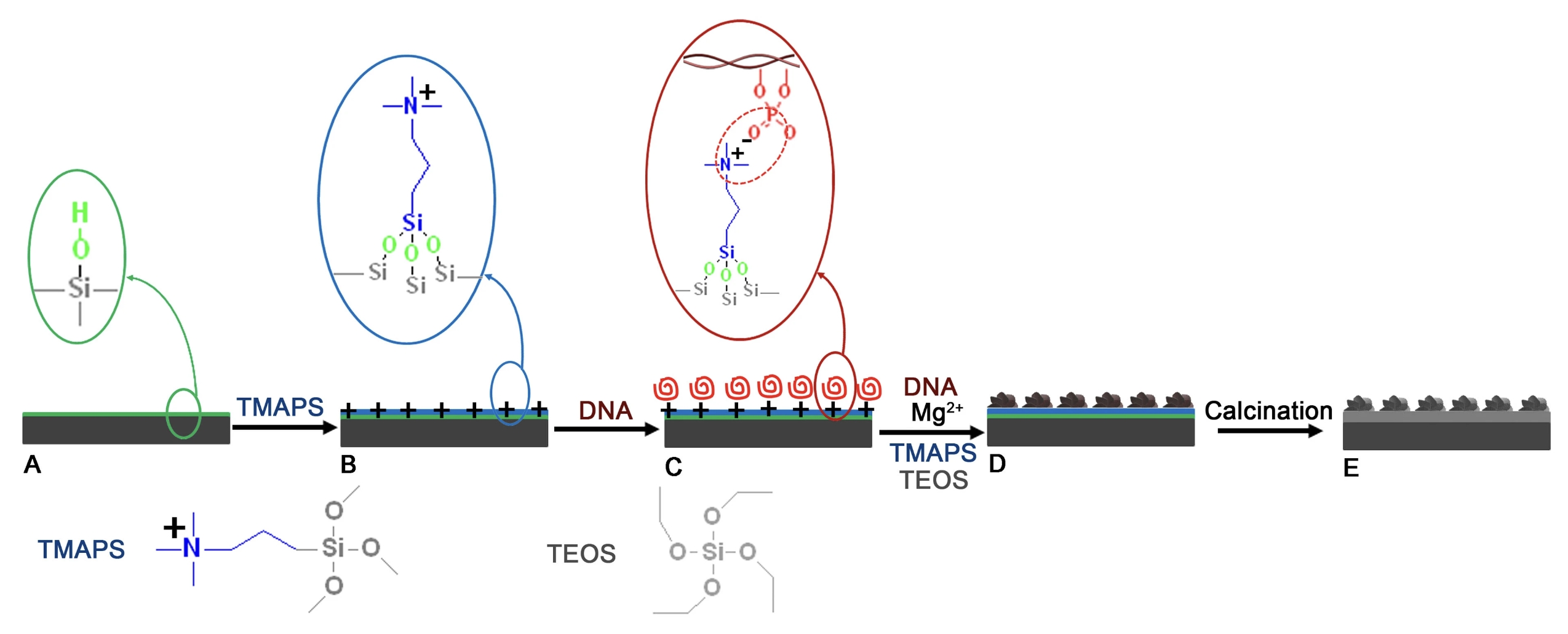 Growth of Optically Active Chiral Inorganic Films through DNA Self-Assembly and Silica Mineralisation