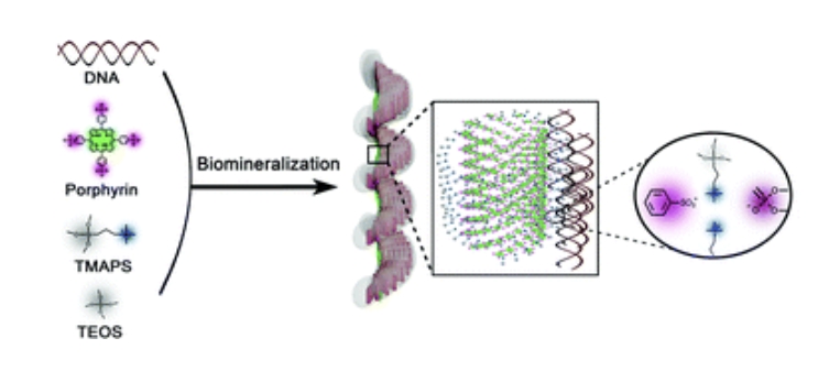 Hierarchical chirality transfer in the formation of chiral silica fibres with DNA– porphyrin co-templates 