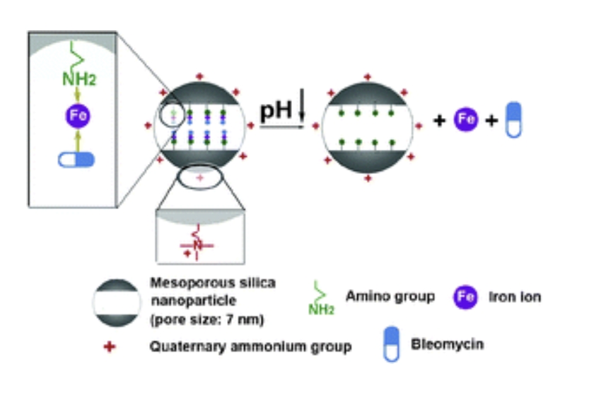 Amino/Quaternary Ammonium Groups Bifunctionalized Large Pore Mesoporous Silica for pH-Responsive Large Drug Delivery