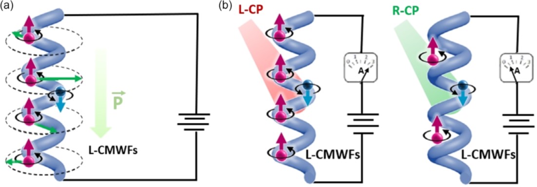 Chiral Mesostructure-Induced Ferroelectricity and Photoelectric Chiral Anisotropy of MnWO4