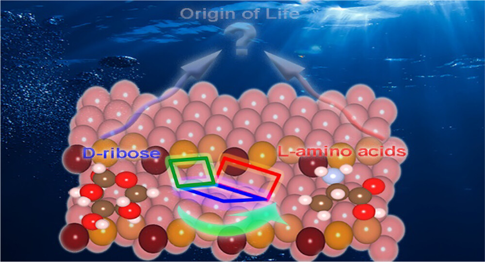 Enantiospecific Affinities of Chiral Cu Films for Both D-Ribose and L-Amino Acids