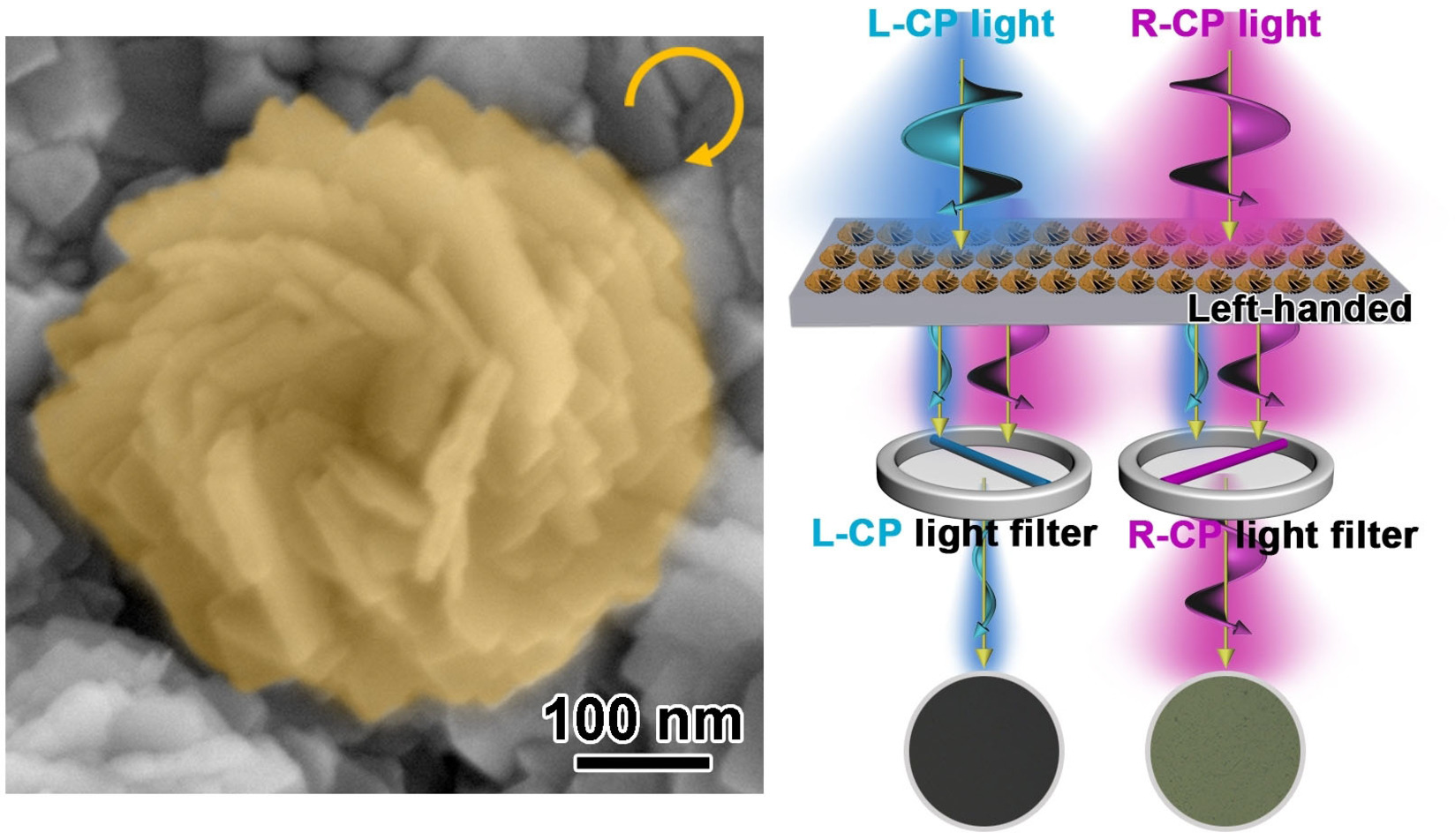 Chiral Mesostructured BiOBr Films with Circularly Polarized Colour Response