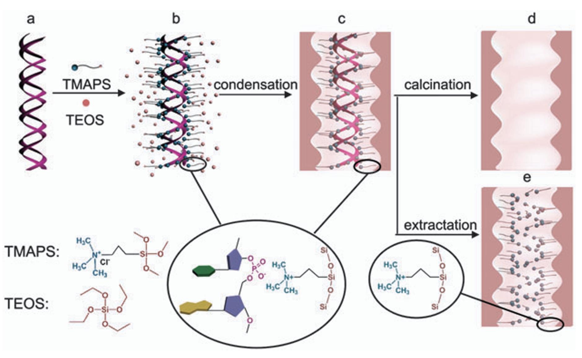 DNA Transcription into Diverse Porous Silicas by A Co-Structure Directing Route: Chiral, Ring and Ordered Nanochannel Arrays