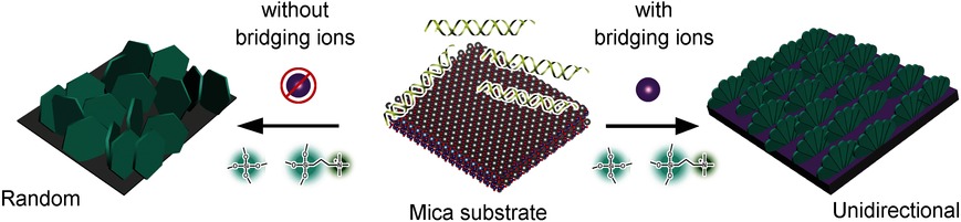 Oriented Chiral DNA–Silica Film Guided by a Natural Mica Substrate