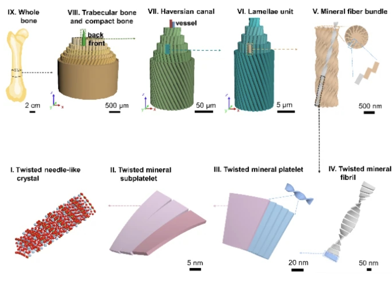 Chiral Hierarchical Structure of Bone Minerals