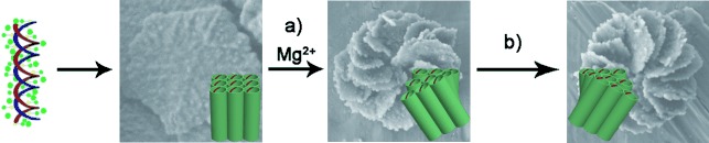 Formation of Enantiomeric Impeller-Like Helical Architectures by DNA Self-Assembly and Silica Mineralization VIP paper