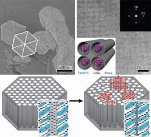 DNA−Silica Mineralization: The Formation of Exceptional Two Dimensional-Square p4mm Symmetry by a Structural Transformation