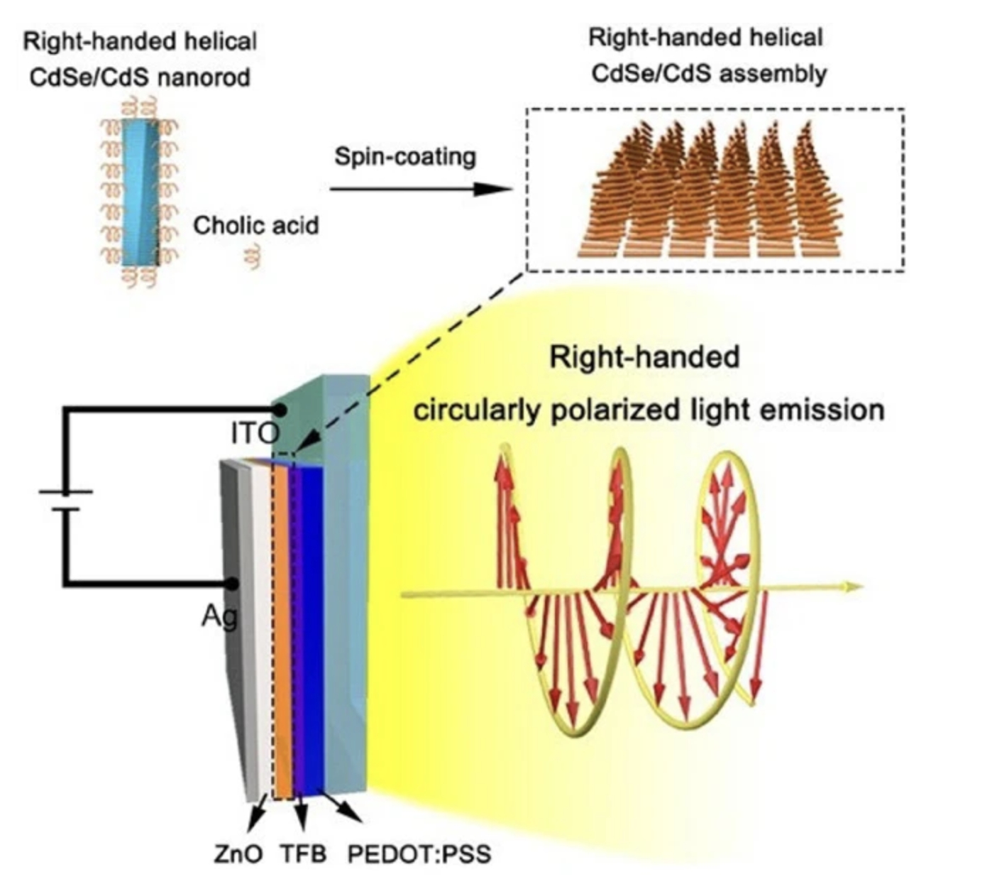 Chiral CdSe/CdS quantum dot (in rod)-light-emitting diodes with circularly polarized electroluminescence