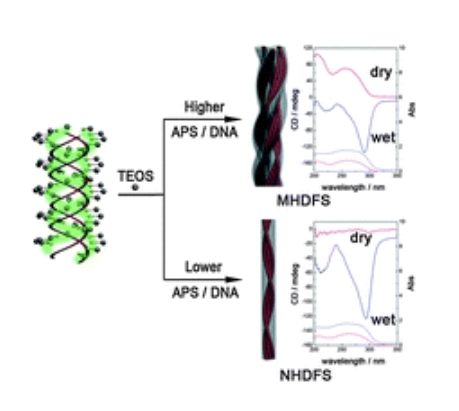 Synthesis and Characterization of Multi-Helical DNA–Silica Fibers