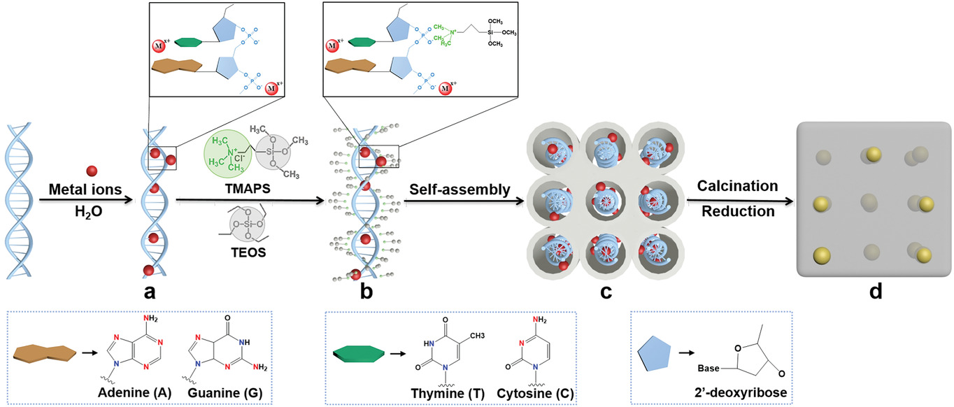 DNA-Assisted Creation of a Library of Ultrasmall Multi-Metal/Metal Oxide Nanoparticles Confined in Silica