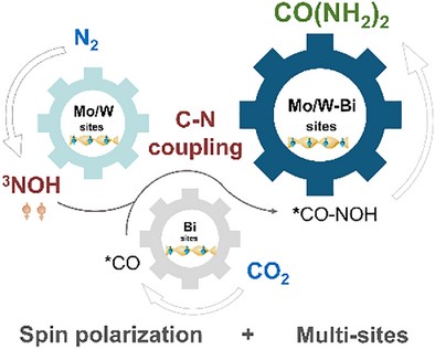 Chiral Mesostructured Mo Doped Bi2WO6 Drives Photocatalytic Urea Synthesis From N2 and CO2